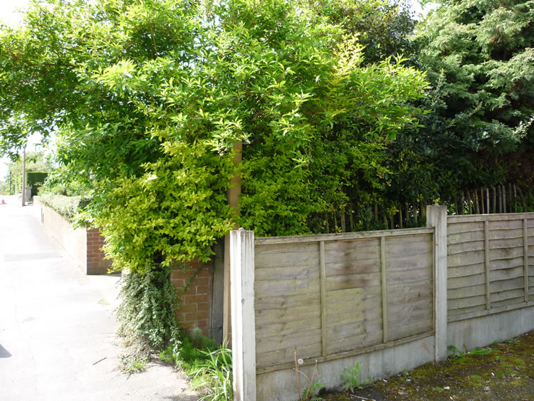 Photograph: 2009: Sign overgrown