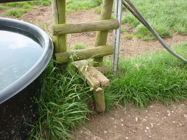 Photograph: 2009: Through step support rotted through