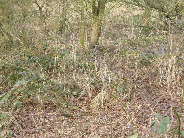 Photograph: 2010: Path now clear (seasonal variation, maybe)