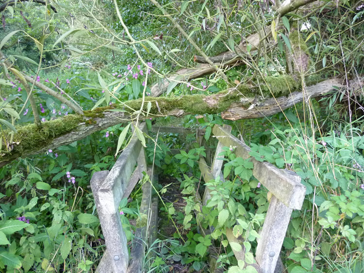 Photograph: August 2010: Bridge hard to locate, almost impassable