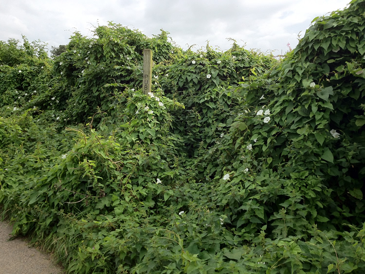 Photograph: Path overgrown, impassable